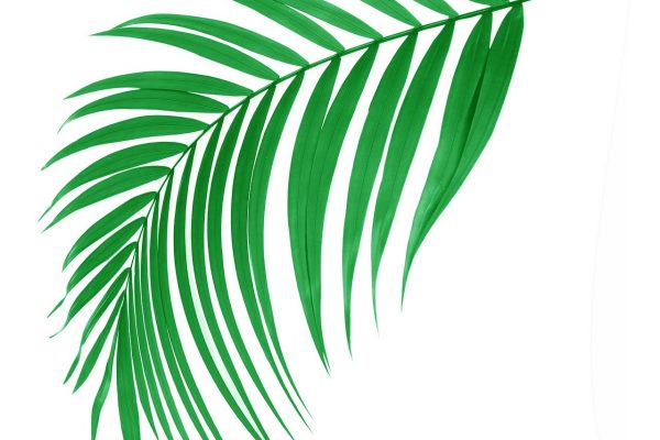 An illustration of a palm frond, its stem pointing towards the upper right hand corner of the image, and its leaves drooping down towards the bottom left corner. It is a vibrant green. Image via Pixabay.]
