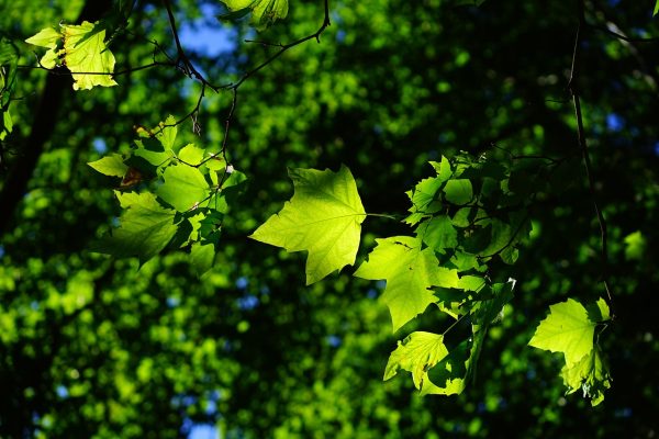 A close-up photo of the bright green leaves of a sycamore tree on a sunny day. The leaves are spread across several branches of various sizes; most are green, but some are brown. The background is not in focus but shows more bright green foliage with the occasional spots of blue sky poking through the leaves. Image via Pixabay.