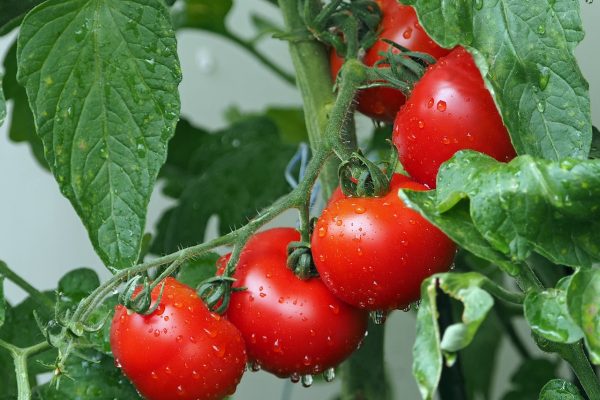 Five small bright red tomatoes grow along a vine. They are surrounded by dark green leaves. The entire plant appears to have just been watered; the fruit and leaves are flecked with water droplets. Image via Pixabay.