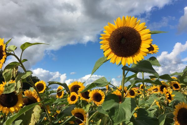 A field of tall golden sunflowers on a sunny day. Several of the sunflowers are taller than others; the one that immediately draws your eye is just right of the center of the image. A bright blue patch of sky is visible between white clouds. Image via Pixabay.