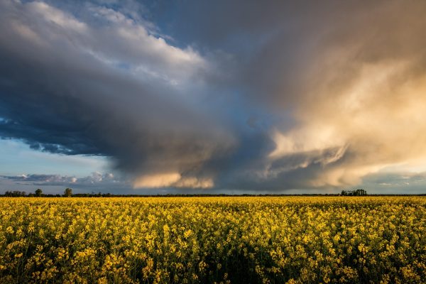 An imposing anvil-shaped cloud gathers along the horizon of a field of bright yellow plants. The right side of the cloud is illuminated by sunlight, while the left side of the cloud is in the shade and has darker portions. Scattered tall trees are visible along the horizon. Image via Pixabay.