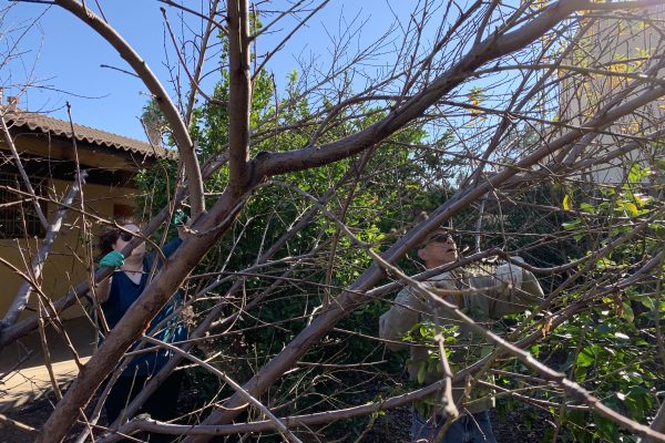 Two people, decked out in sunglasses and work gloves and partially obscured by the branches of a tree, work to trim the various trees in the church orchard on a sunny day.