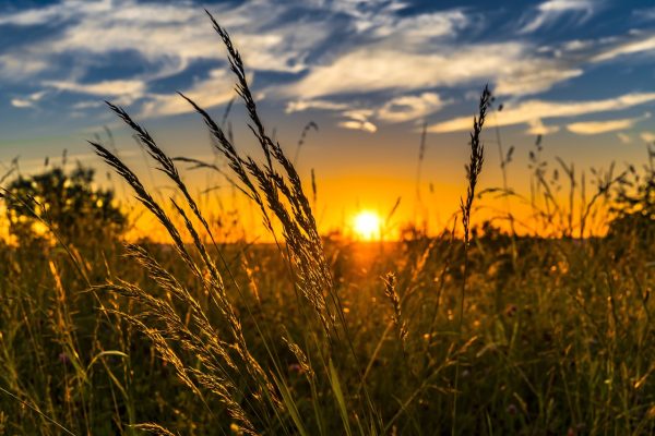 The sun rises in the distance, as seen from the ground level between stalks of wheat. Image via Pixabay.