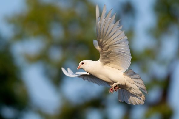 A white dove with wings spread mid-flight. Image via Pixabay.