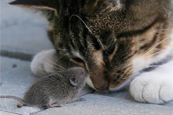 photograph of a small grey mouse touching noses with a brown tabby cat.
