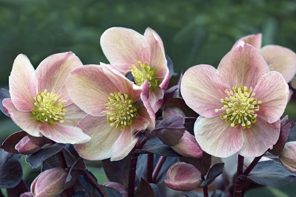 3 cherry blossoms on a branch with a blurred green background. Each blossom is a dusty rose pink that is darker in the center and fades almost to white on the edges and has a yellow center.