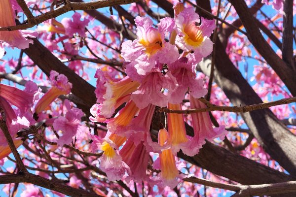 a clump of pink and yellow trumpet like blossoms on a tree in Spring.