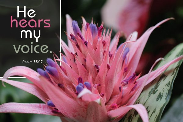 Pink thistle like blossom with the words, "He hears my voice. Psalm 55:17"