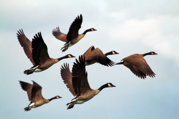 Six geese flying with a cloudy sky as a backdrop